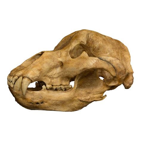 cave bear skull for sale